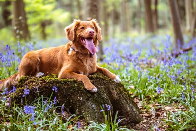 Urlaub mit Hund am Teutoburger Wald