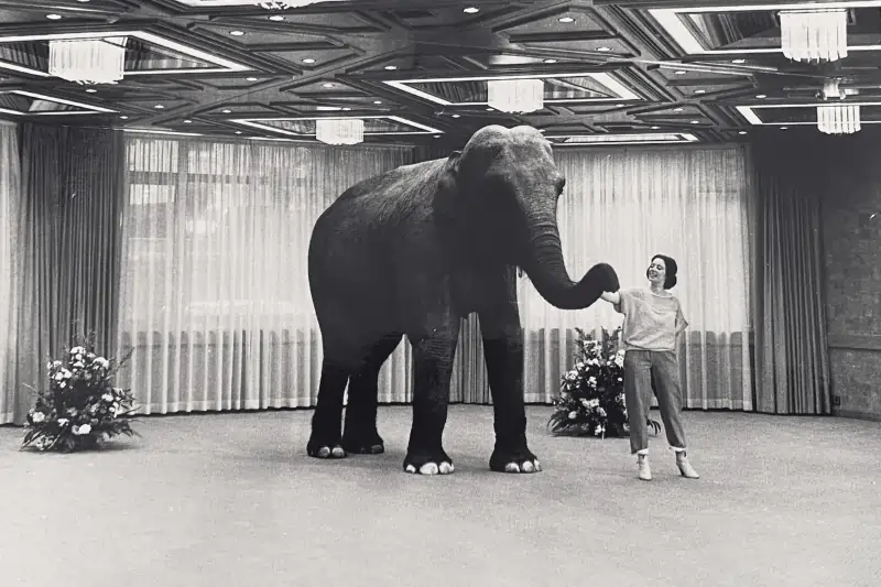 Elefantendamen-im-Tagungsbereich