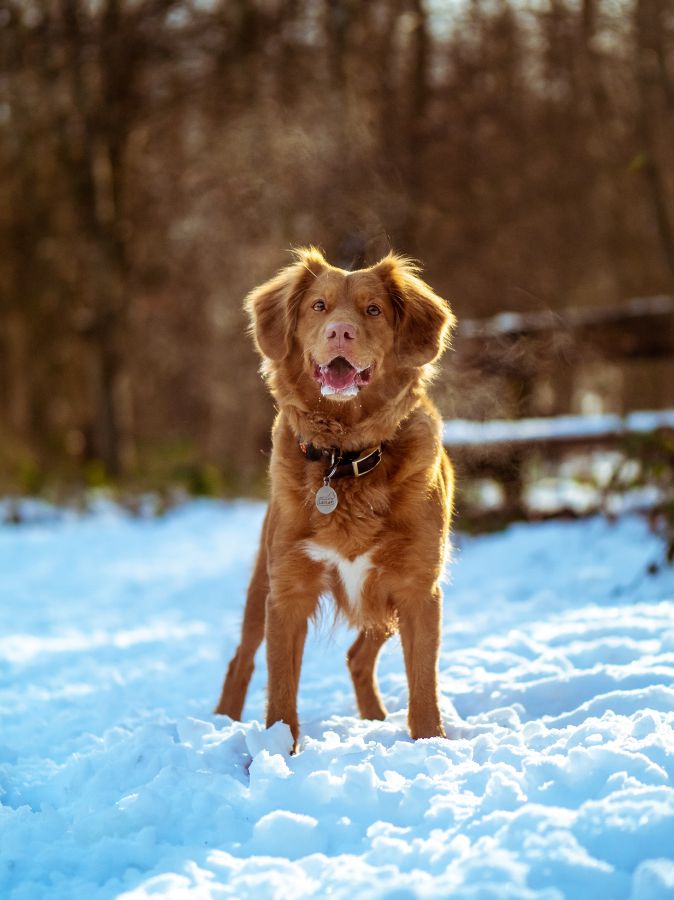 Hund im Schnee