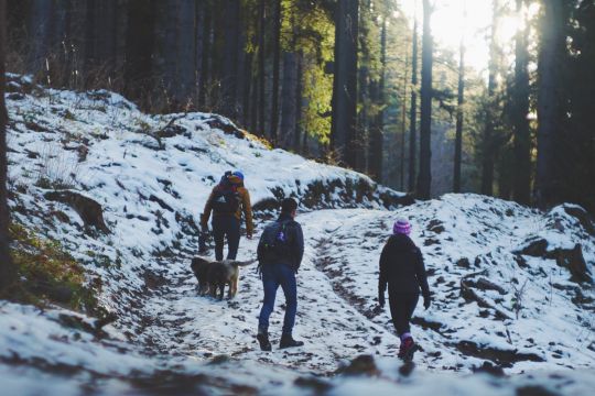 Wanderer im Wald mit Hund