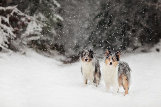 Hunde im Schnee