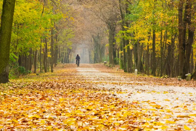 Radfahrer auf Straße im Herbst