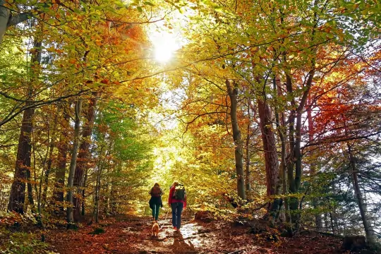 Wanderer mit Hund im Wald