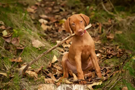 Hund im Wald mit Stock im Maul