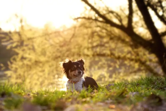 Hund auf Wiese