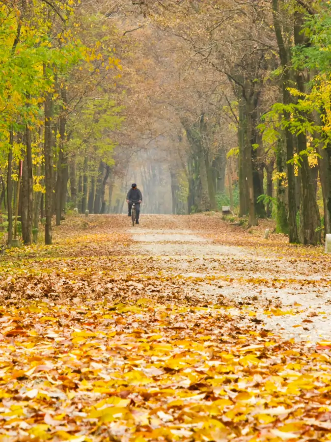 Radfahrer auf einem Waldweg im Herbst