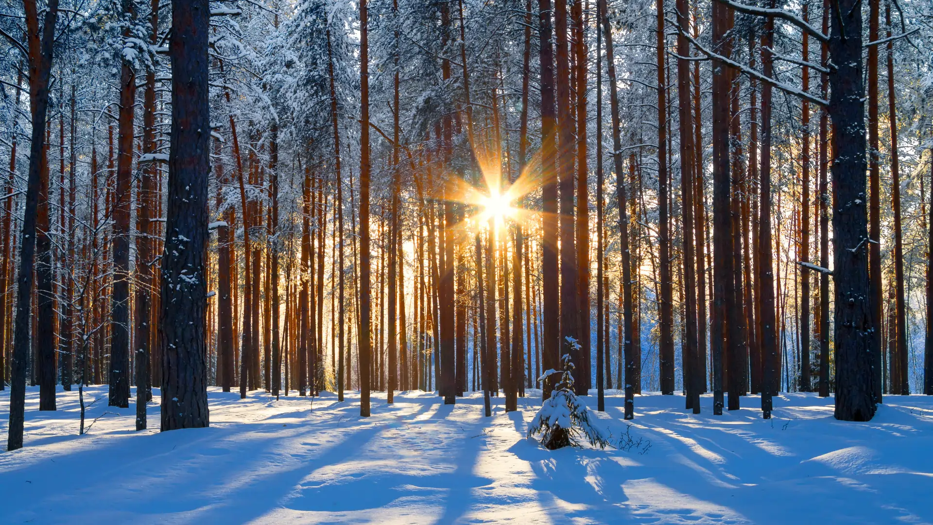 Mit Schnee bedeckter Wald