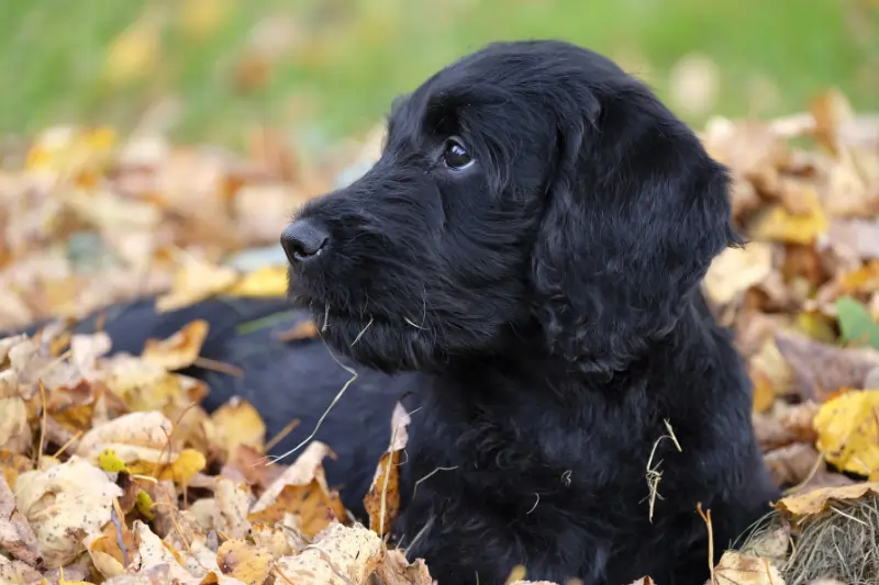 Teutoburg Forest 33 Hund Herbst