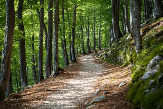 Ein Kieselstein weg im Wald. Rechts ist ein abfallender Hang mit Bäumen.