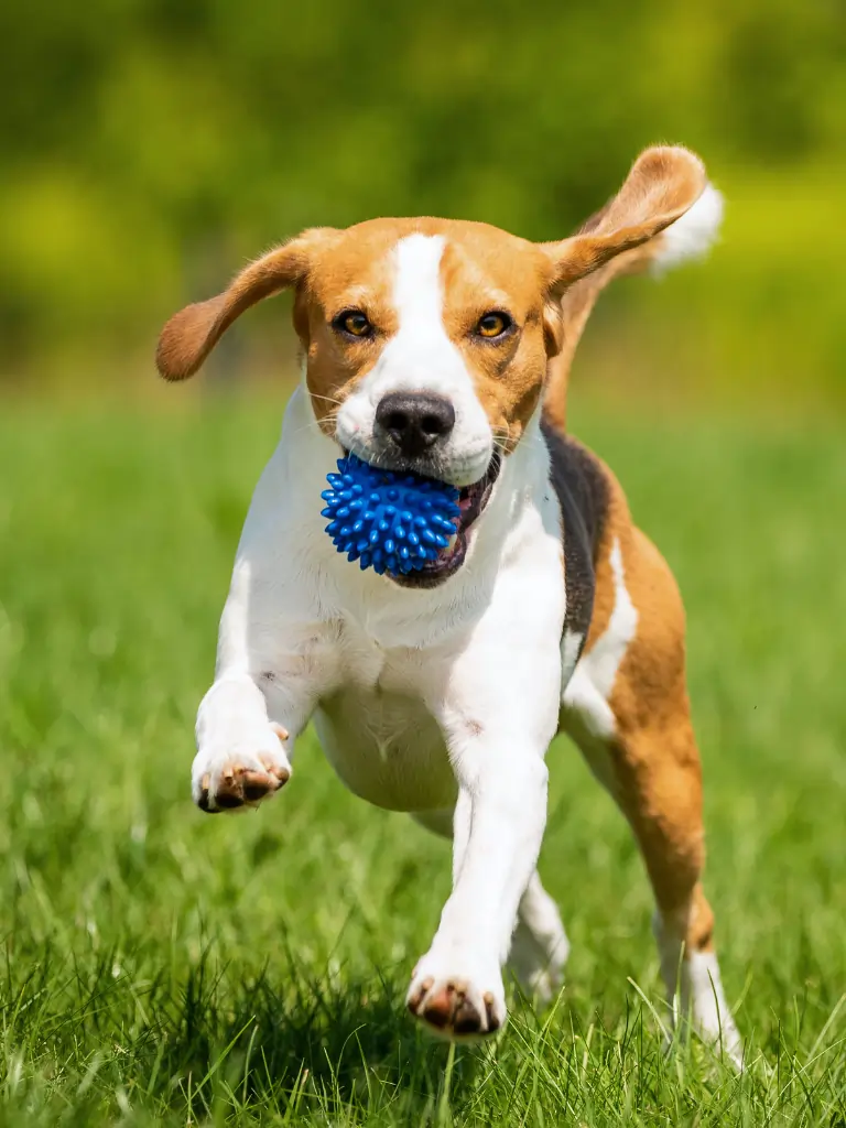 Ein Beagle läuft spielend durch eine Wiese und hält einen blauen Ball im Maul.