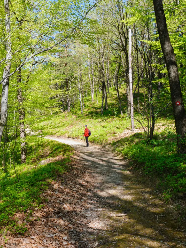 Mann mit roter Jacke steht wandert im Wald.