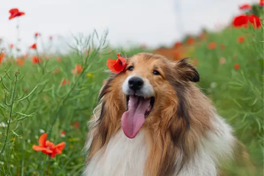 Hund sitzt gemütlich auf einer Mohnblumenwiese