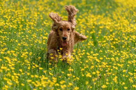 Ein Hund läuft fröhlich durch ein gelbes Blumenbeet