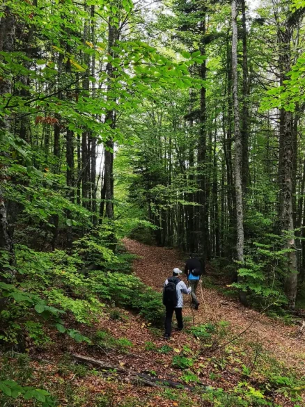 Zwei Personen mit Rucksäcken wandern durch einen Wald. Beide halten einen Stock in der Hand zur Unterstützung beim bergauf gehen.